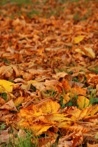Yellow brown fall colors