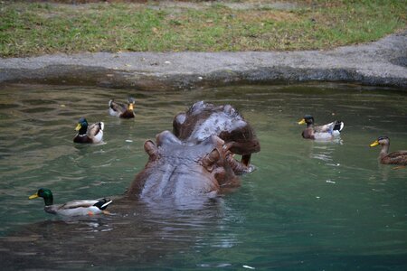 Water ducks animal