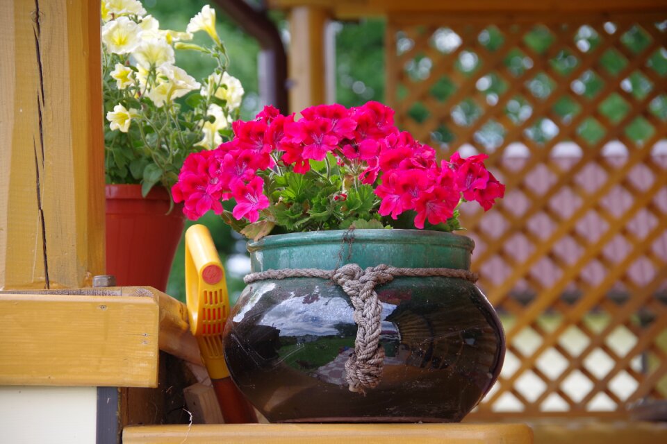 Flowers flower bed geranium