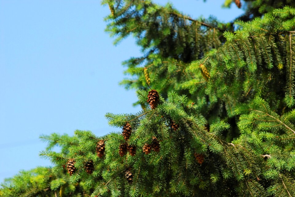 Nature spring forest