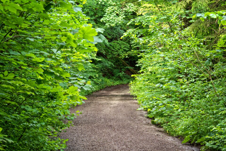 Trees bushes forest