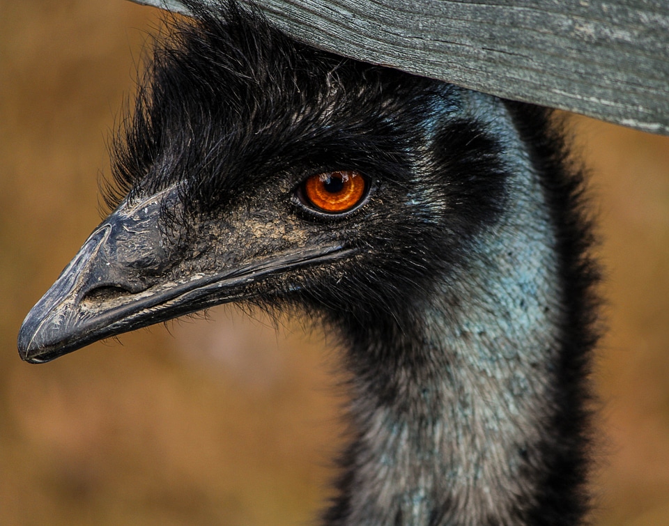 Australia flightless wings