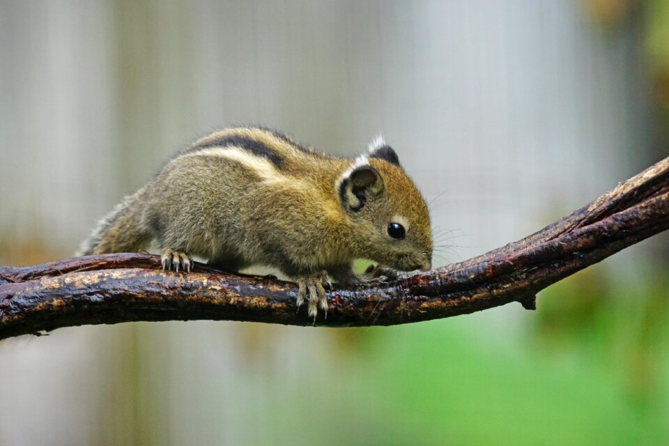 Chipmunk creature tamiops swinhoei