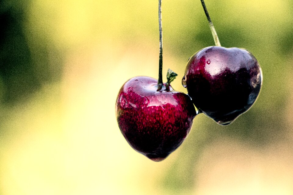 Nature summer sweet