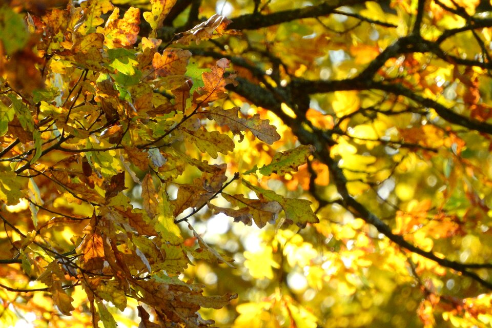 Branch tree autumn
