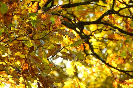 Branch tree autumn photo