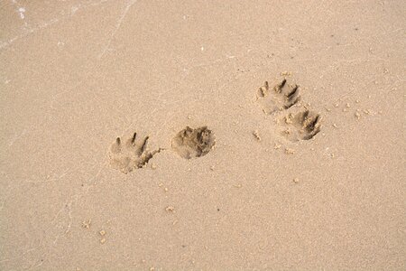 Sand reprint track photo