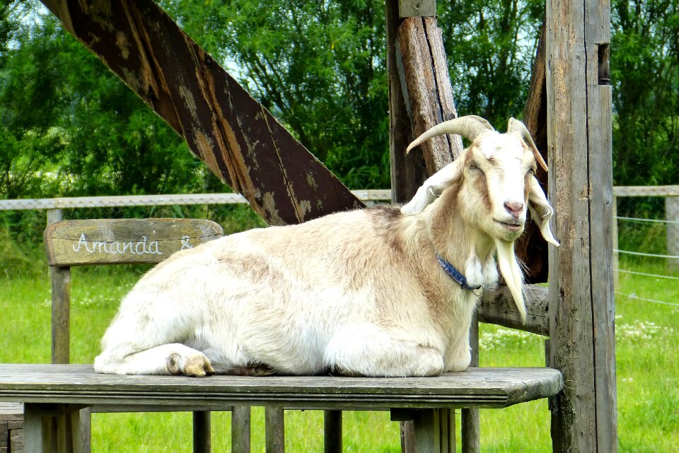Billy goat horns wool