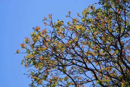 Multicolor light summer