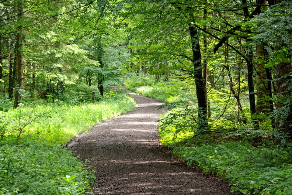 Trees bushes forest