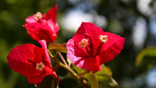 Garden flowers fuchsia