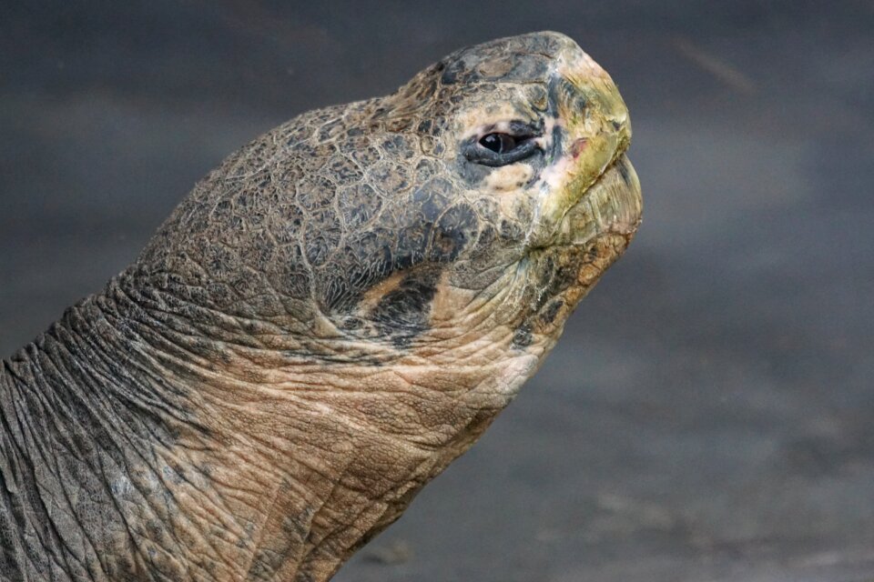 Turtle portrait geochelone nigra