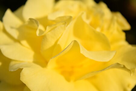Yellow blossom bloom