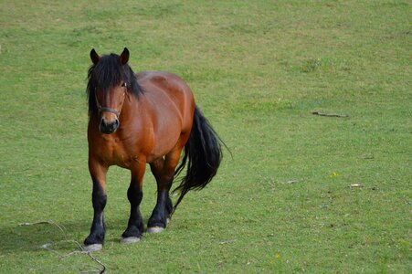 Domestic animal horses horse head photo
