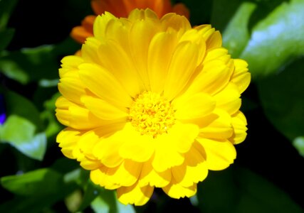 Garden blooms stamens