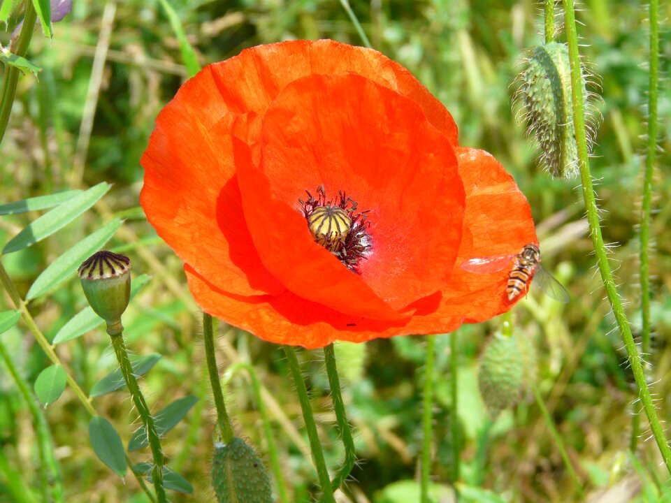 Fields flowers poppy