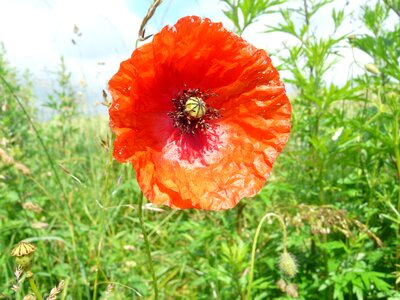 Poppy fields flowers