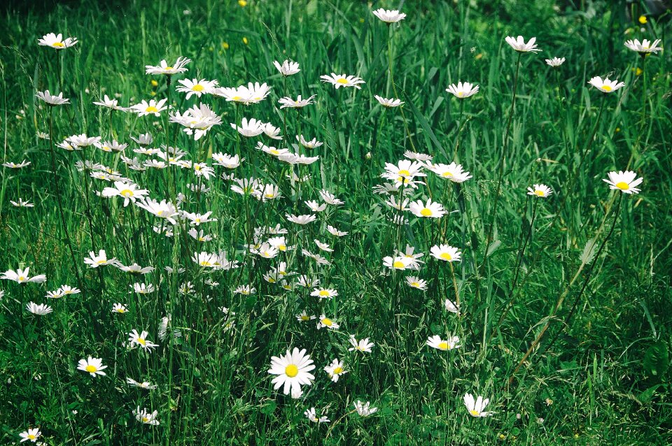 Flowers grass daisy photo