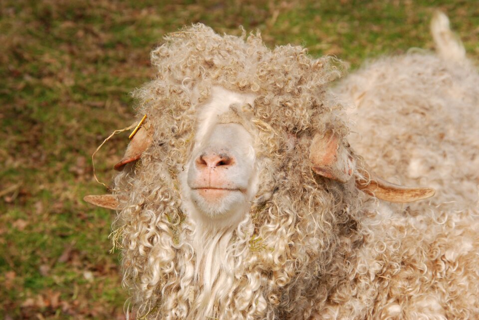 Sheep's wool animal mammal