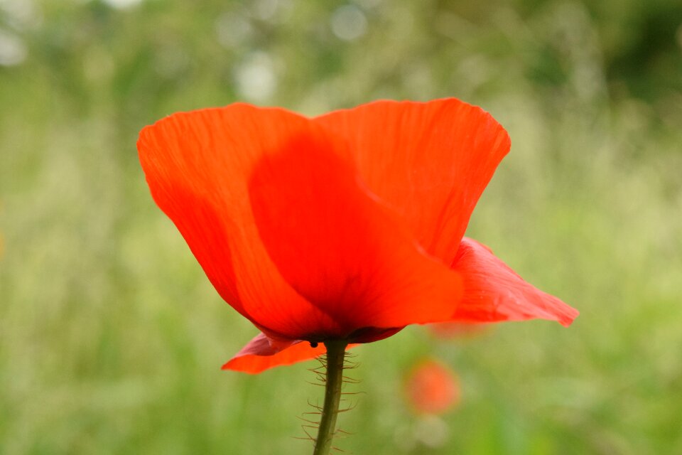 Red green summer