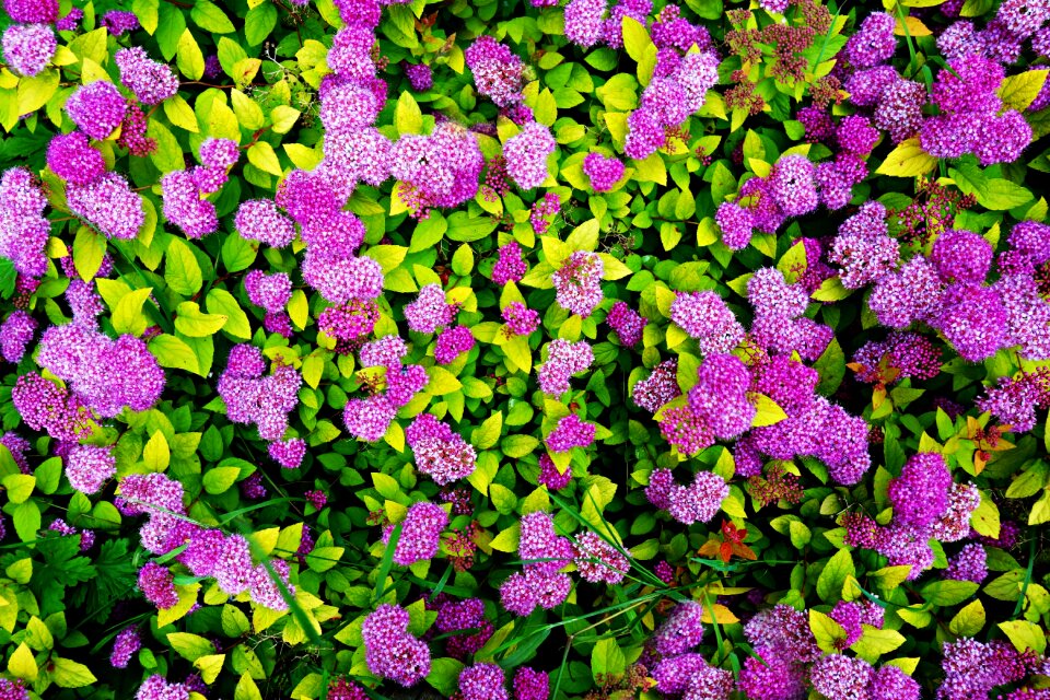 Purple flower pink summer
