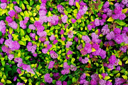 Purple flower pink summer