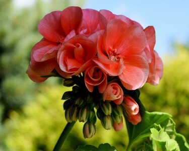 Bud salmon balcony