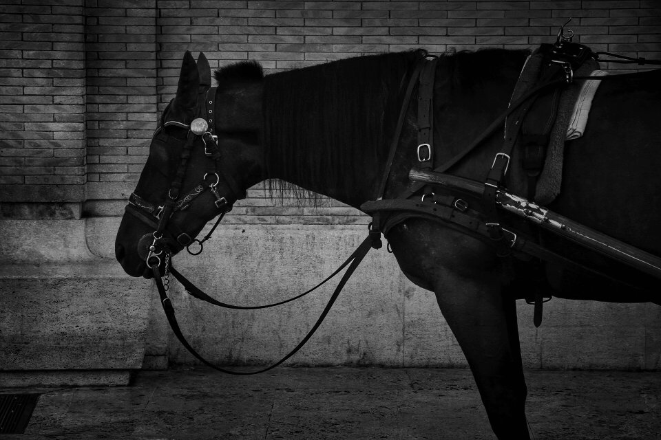 Black and white horse animal