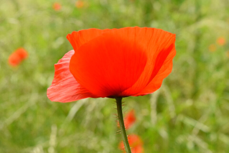 Red blossom bloom photo