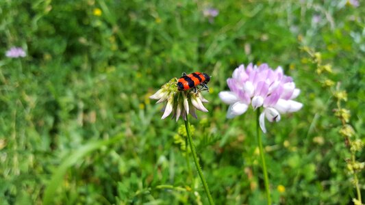 Insect red crownvetch purple crown vetchapiarius