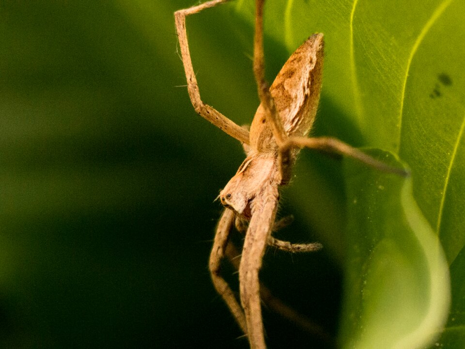 Animal insect arachnid