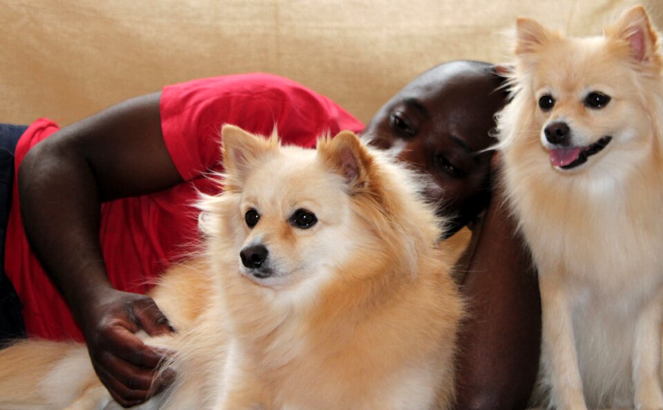 Pomeranian donation stroke