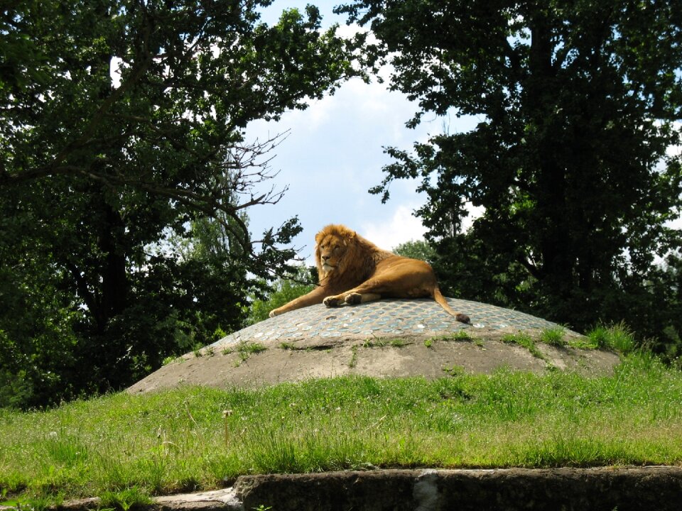 Wild animals zoological garden catwalk