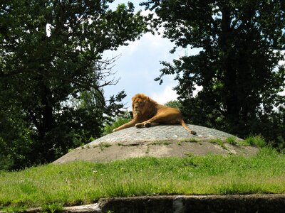Wild animals zoological garden catwalk
