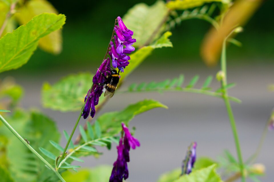 Flower leaf nature