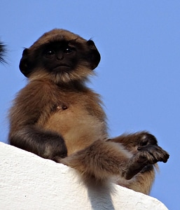 Hanuman langur semnopithecus entellus gray langur photo