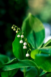 Plant green a garden plant