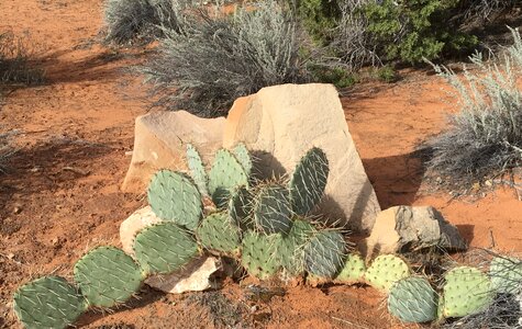 Nature southwest vegetation