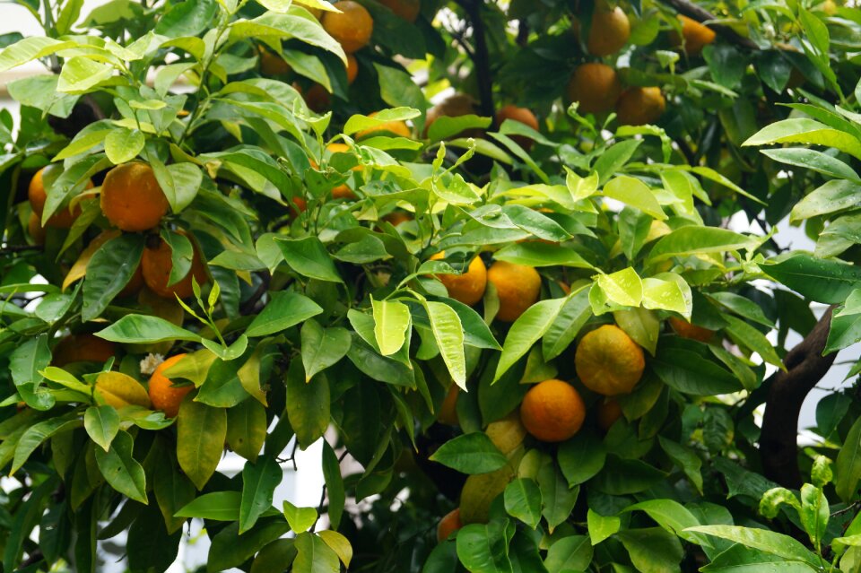 Oranges plant botany
