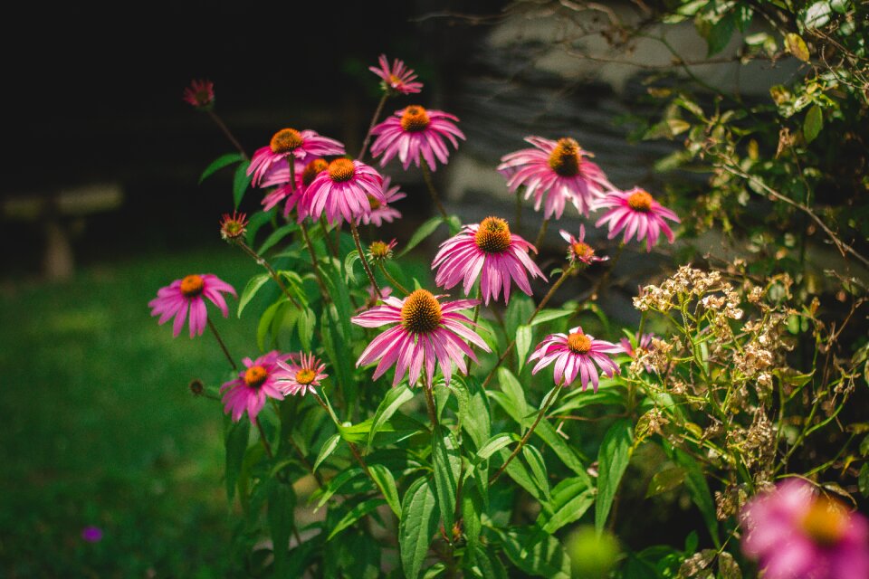 Pink gardening flower garden