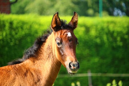 Suckling thoroughbred arabian horse head photo