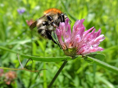 Clover flower pink fodder plant photo