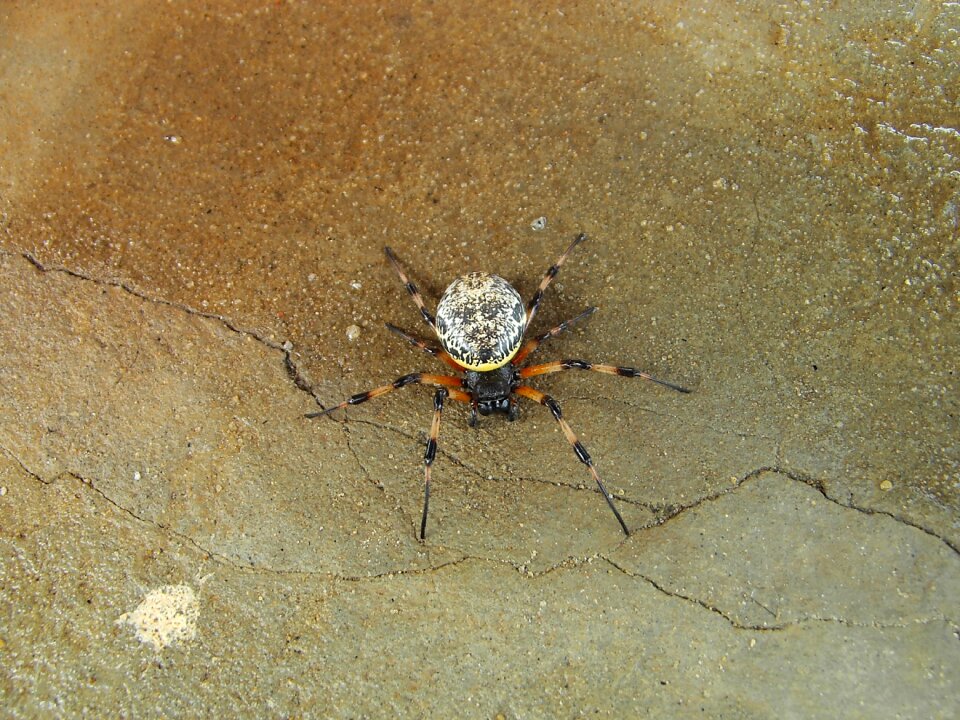 Unknown spider at home discovered