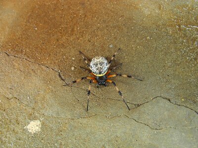 Unknown spider at home discovered