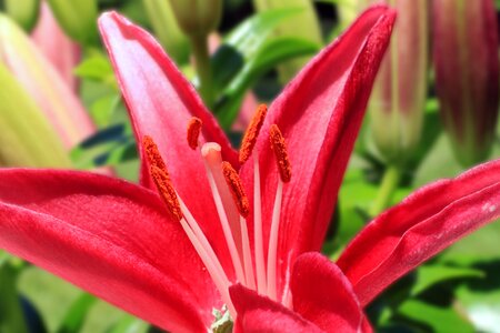 Stargazer horticulture garden