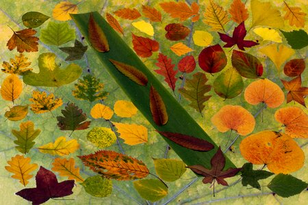 Autumn foliage leaf colorful