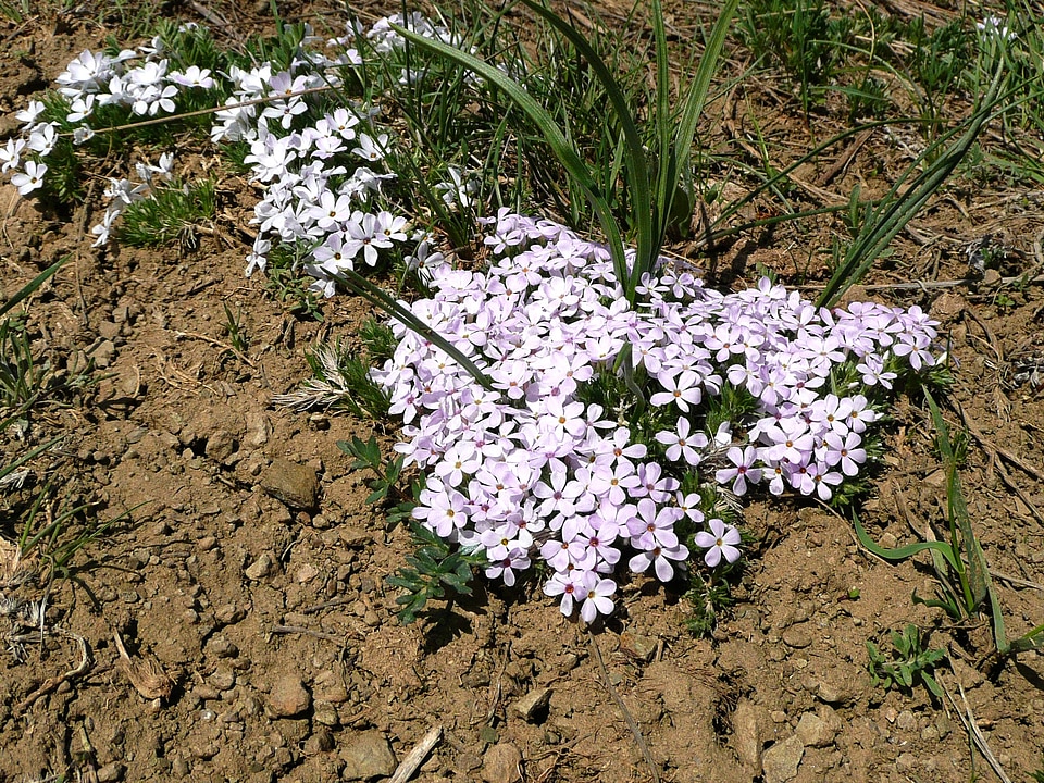 Meadow sandy soil hot