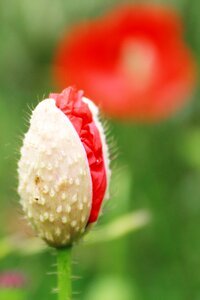 Klatschmohn flower blossom