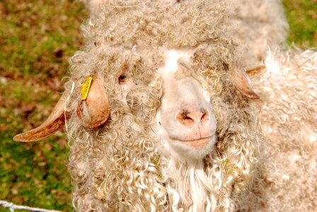 Sheep's wool animal mammal