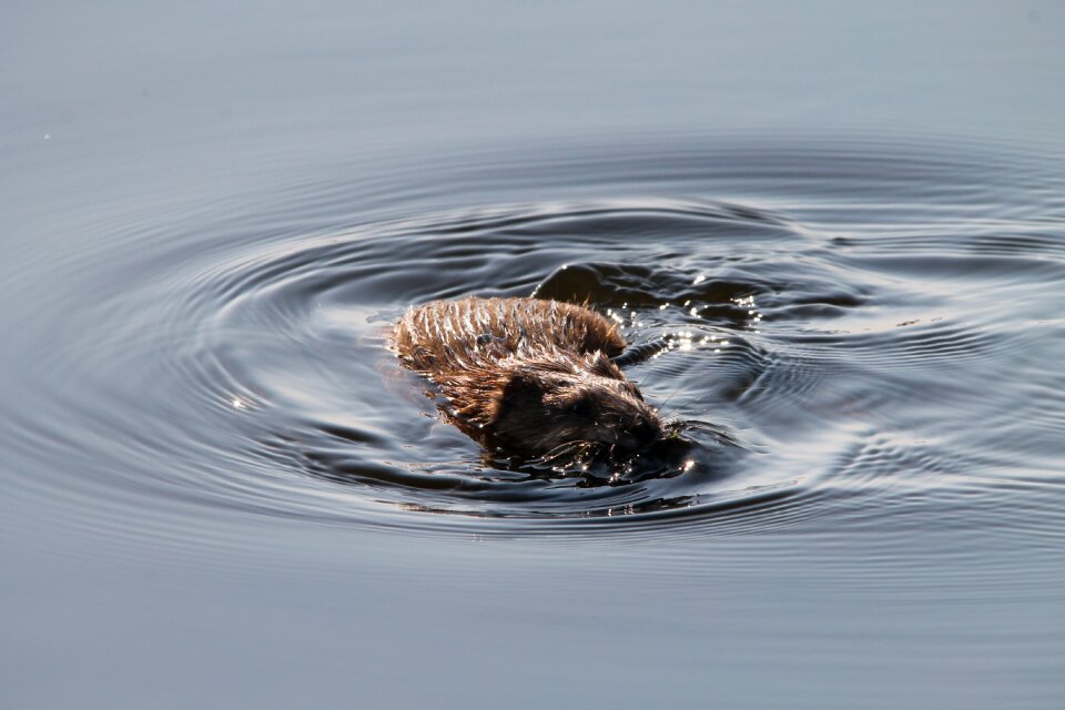 Animal wildlife water